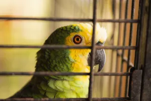A vibrant green and yellow parrot behind the bars of a cage, expressing curiosity. jigsaw puzzle