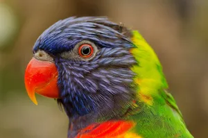 Close-up of a colorful Rainbow Lorikeet, highlighting its vibrant feathers and sharp gaze. jigsaw puzzle