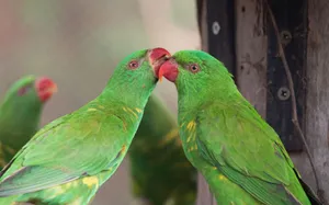 Two vibrant green parrots engaging playfully on a tree branch, showcasing their bright plumage. jigsaw puzzle