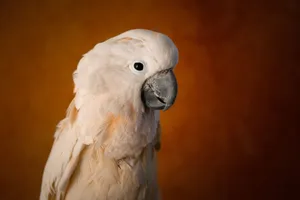 A close-up studio shot of a salmon-crested cockatoo against a textured brown background. jigsaw puzzle