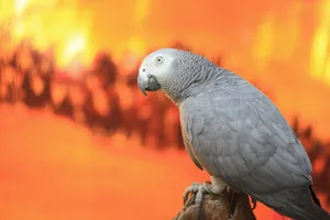 Close-up side view of an African Grey Parrot with orange blurred background. jigsaw puzzle