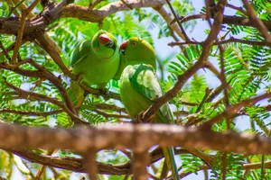Two Rose-ringed Parakeets perched amid lush green foliage, showcasing vibrant colors. jigsaw puzzle