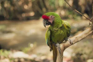 Close-up of a green macaw perched on a branch in a lush forest setting. jigsaw puzzle