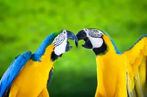 Vibrant blue-and-yellow macaws interacting with blurred green backdrop, perfect for wildlife themes. jigsaw puzzle