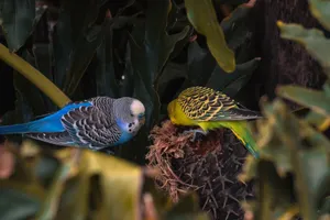 Two vibrant budgies perched among lush green leaves, showcasing their bright feathers. jigsaw puzzle