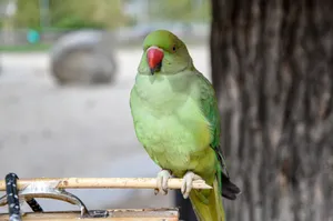 A striking green parrot with a red beak perched outdoors in Santiago, Chile. jigsaw puzzle