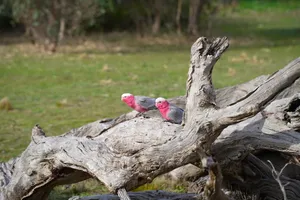 Two Galahs perched on a log in a Melbourne park, showcasing vibrant pink and grey plumage. jigsaw puzzle