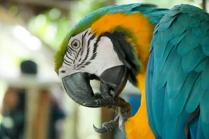 A striking blue and yellow macaw parrot grooming itself in a natural setting. jigsaw puzzle