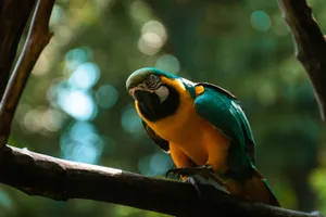 A vivid blue and gold macaw perched on a tree branch against a blurred green background. jigsaw puzzle