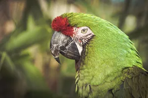 A striking close-up of a military macaw showcasing its vibrant green plumage and intricate feathers. jigsaw puzzle