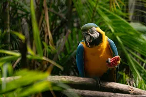 Colorful parrot enjoying fruit amidst lush jungle foliage in daylight. jigsaw puzzle