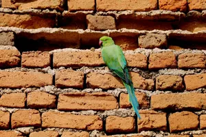 A vibrant green parakeet perched on a rustic brick wall, showcasing its stunning feathers. jigsaw puzzle