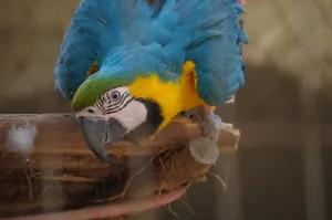 A curious blue and yellow macaw playfully perches on a branch, showcasing its vibrant colors. jigsaw puzzle