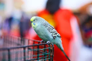 Colorful budgerigar resting on a cage with a vivid background, showcasing its unique feather patterns. jigsaw puzzle