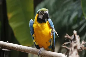A colorful blue and yellow macaw perched on a branch, showcasing its vibrant plumage. jigsaw puzzle