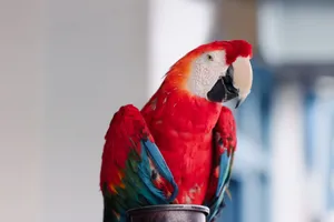 Colorful Scarlet Macaw parrot perched indoors in Naxos, Greece. jigsaw puzzle