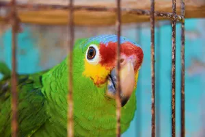 Vibrant green parrot in a rustic cage in Campeche, Mexico. jigsaw puzzle