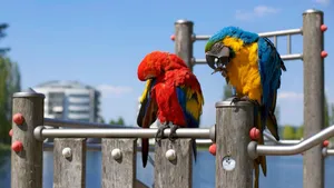 Vibrant red and blue macaws perched on a playground on a sunny day. jigsaw puzzle