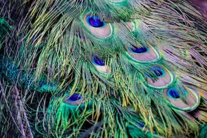 A detailed close-up of vibrant and colorful peacock feathers showing intricate patterns and textures. jigsaw puzzle