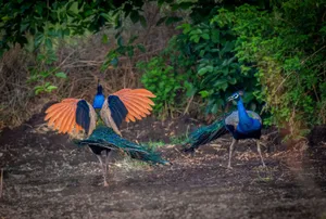 Two vibrant peacocks display in a lush tropical forest, showcasing their feathers. jigsaw puzzle