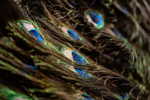 Detailed close-up of peacock feathers showcasing vibrant colors and texture. jigsaw puzzle