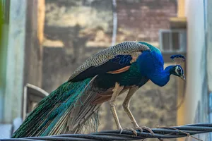 A majestic Indian peacock perched on a wire in an urban Delhi setting, vibrant colors on display. jigsaw puzzle