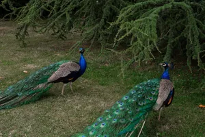 Two majestic peacocks with vibrant plumage standing under evergreen trees. jigsaw puzzle