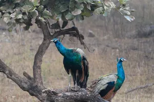 Two male peacocks sitting on a tree branch displaying their vibrant plumage in a natural outdoor setting. jigsaw puzzle