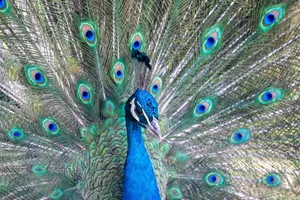 A striking peacock spreading its colorful feathers, showcasing vivid blues and greens in Sichuan, China. jigsaw puzzle