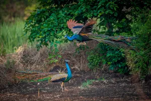 Majestic peacocks displaying vibrant plumage in a lush green forest setting, epitomizing natural beauty. jigsaw puzzle