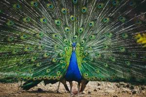 A vivid close-up of a peacock with fanned plumage showcasing vibrant colors in an outdoor setting. jigsaw puzzle