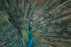 A radiant peacock showcasing its colorful feathers and intricate plumage in an outdoor setting. jigsaw puzzle