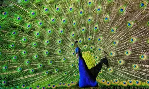 A colorful peacock displaying its beautiful feathers outdoors. jigsaw puzzle