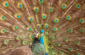 Stunning close-up of a male peacock showcasing its colorful tail feathers in full display. jigsaw puzzle