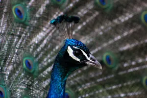 Close-up of a peacock showcasing its vibrant plumage. Perfect for nature photography enthusiasts. jigsaw puzzle