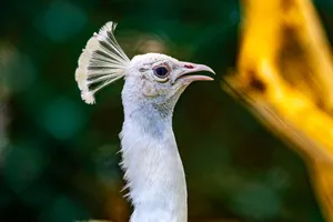 Detailed close-up of a white peacock against a blurred natural background. jigsaw puzzle