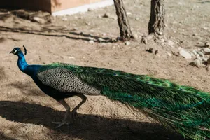 A vibrant peacock with stunning plumage walking outdoors on a sunny day. jigsaw puzzle