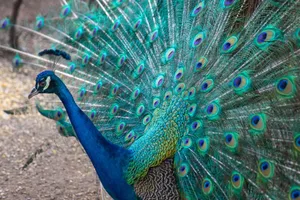 Beautiful Indian peafowl showcasing its vibrant colorful plumage outdoors in a natural setting. jigsaw puzzle