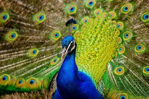 Stunning close-up of a peacock with vibrant feathers on full display. jigsaw puzzle