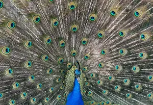 Close-up of a peacock showcasing its vibrant plumage with elegant patterns. jigsaw puzzle