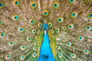 A stunning close-up of a peacock showcasing its vibrant, colorful feathers and intricate plumage. jigsaw puzzle
