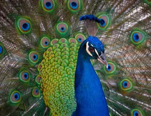 Close-up of a vibrant peacock with an elaborate tail feather display. jigsaw puzzle