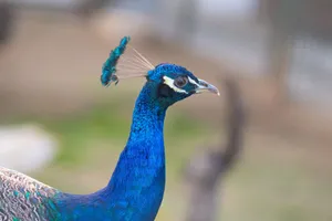 A stunning close-up of a vibrant peacock showcasing its iridescent blue feathers. jigsaw puzzle