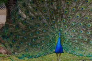 Colorful peacock with vibrant feathers spread open in an outdoor setting. jigsaw puzzle