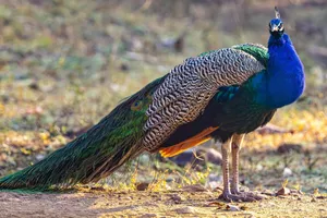 Vibrant Indian peacock displaying its colorful feathers in a natural outdoor setting. jigsaw puzzle