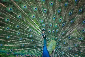 A majestic peacock showcasing its colorful plumage in lush greenery. jigsaw puzzle