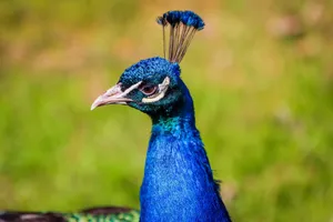 A vivid close-up of a peacock showcasing its colorful feathers in Jönköping, Sweden. jigsaw puzzle