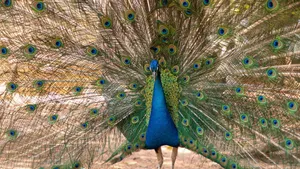 Close-up of a peacock displaying its vibrant feather plumage outdoors. jigsaw puzzle