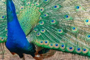 Close-up of a vibrant peacock displaying its colorful and patterned tail feathers in full splendor. jigsaw puzzle
