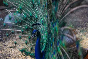 A magnificent peacock showcasing its vibrant plumage in an outdoor setting, highlighting nature's beauty. jigsaw puzzle